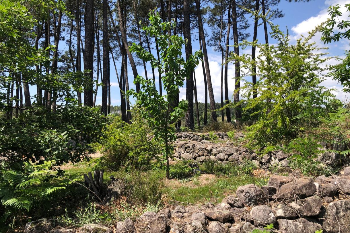 Te koop: Foto Woonhuis aan de Type 1: Châtaignier in Joyeuse